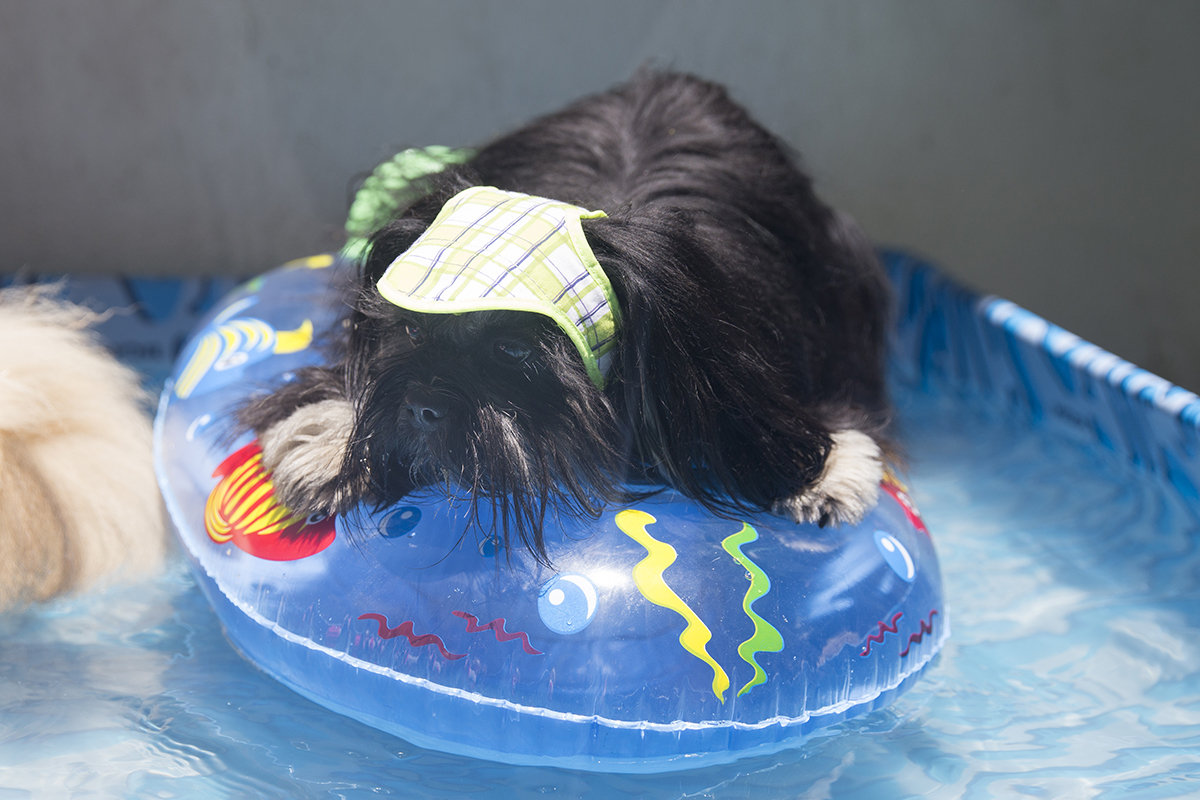 Cão Heros se diverte em cima da boia Barquinho na piscina