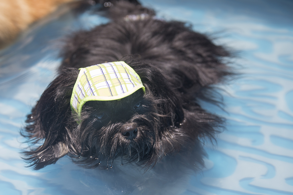 Cão Heros relaxa e se refresca na piscina