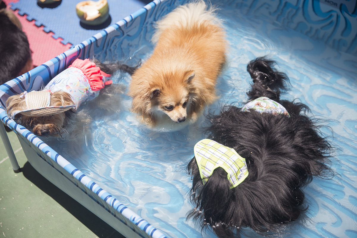 Cão Heros relaxa e se refresca na piscina com seus amigos 