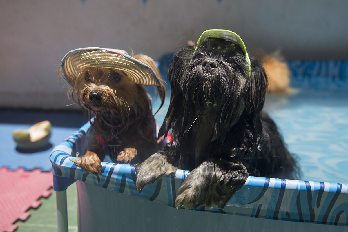 Cão Heros relaxa e se refresca na piscina, posa ao lado da aumiguinha Pipoca de chapéu e maio
