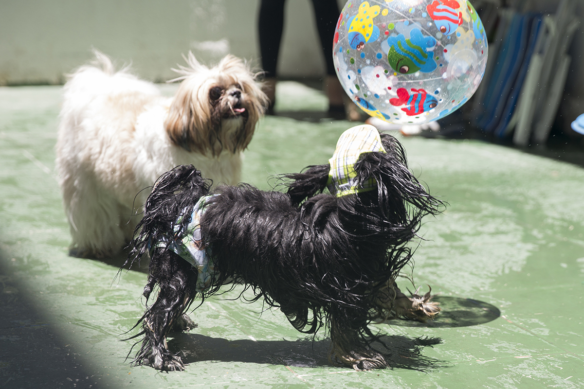 Cão Heros brinca com outros cãezinhos de bola
