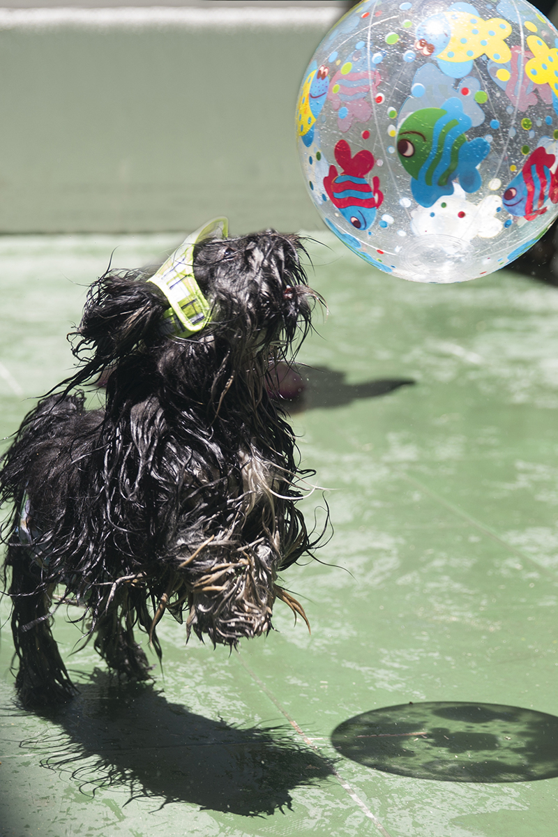 Cão Heros brinca de bola