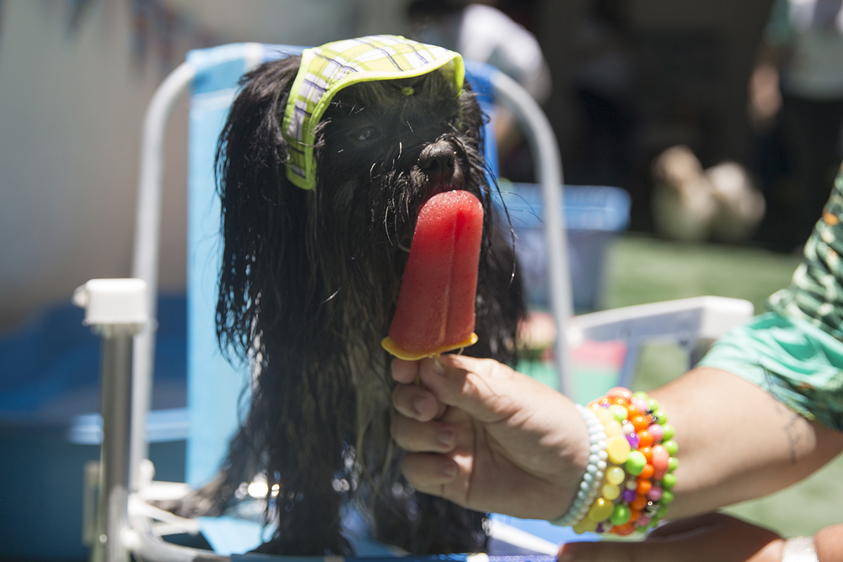 Cão Heros, em cima da cadeira de praia, lambe sorvete de melancia, exibindo seu boné
