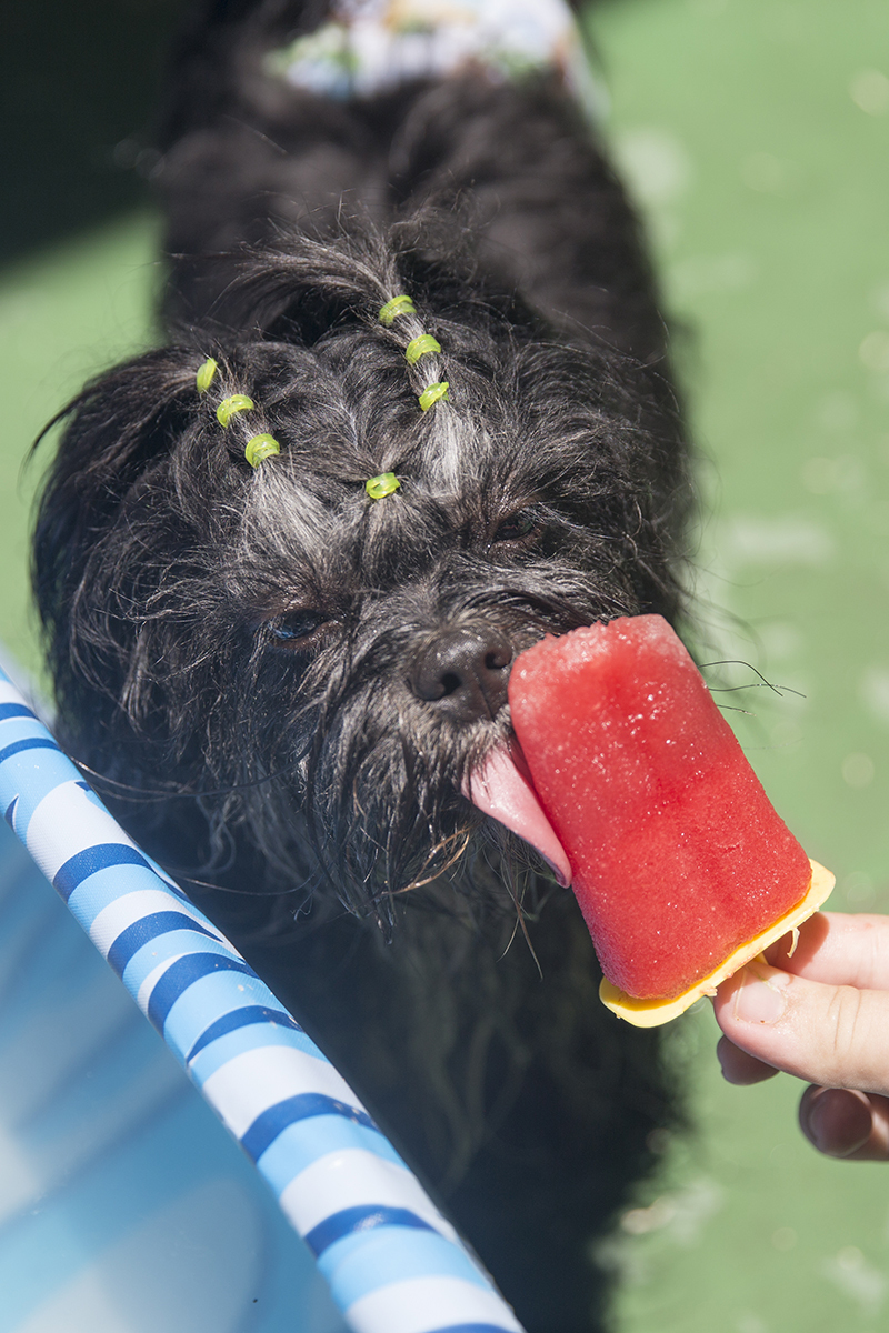 Cão Heros, lambe sorvete de melancia, exibindo seu penteado