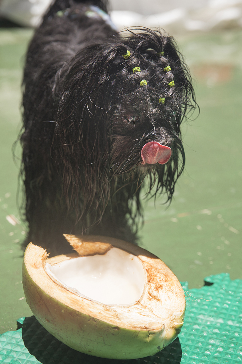 Cão Heros tomando água de coco, direto do coco