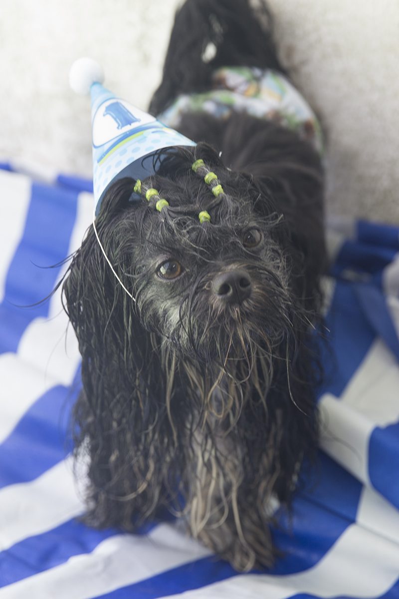 Cão Heros, exibindo seu penteado, com chapéu de aniversário