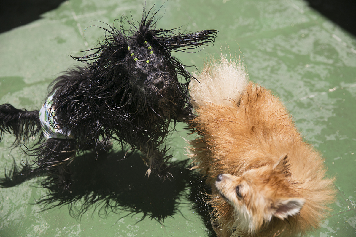 Cão Heros brincando com aumigo
