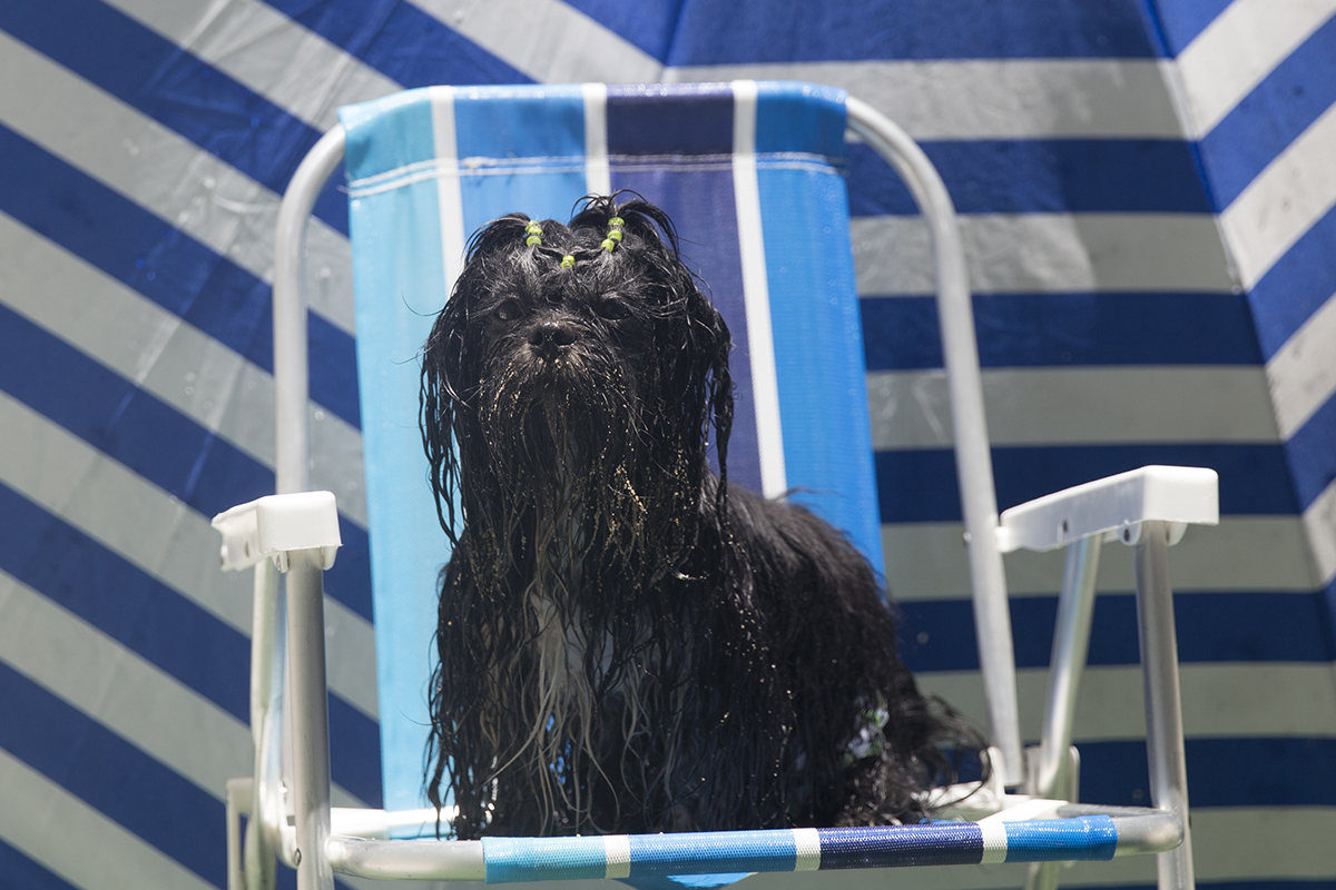 Cão Heros posa todo molhado na cadeira de praia, com guarda sol gigante ao fundo