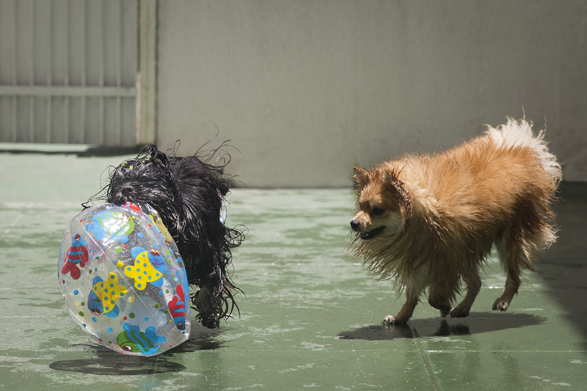 Cão Heros corre com bola furada pelo pátio, com aumigo atrás