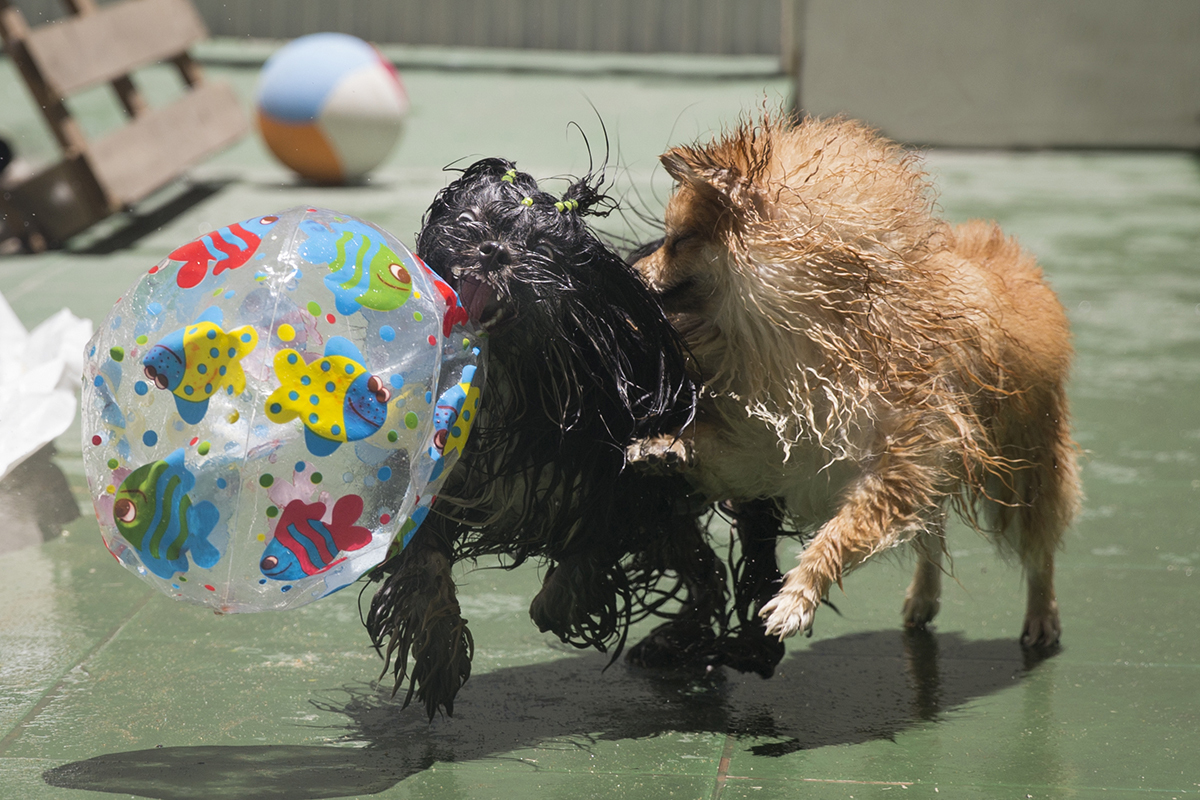 Cão Heros corre com bola furada pelo pátio, com aumigo atrás