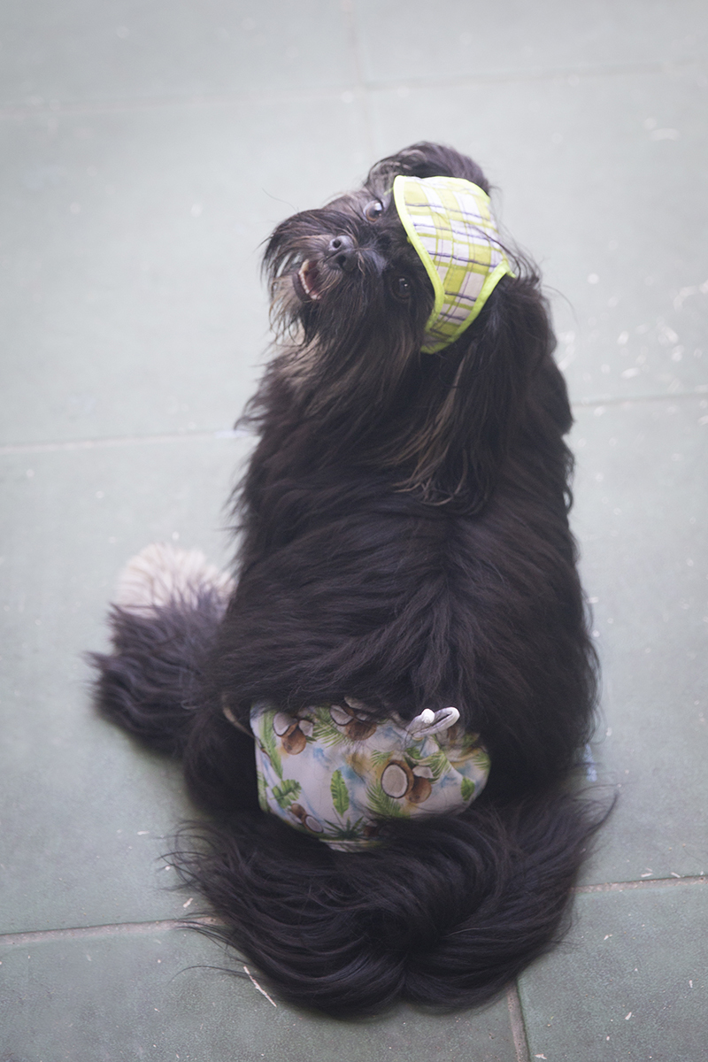 Cão Heros, sentado olhando para trás, com boné e sunga