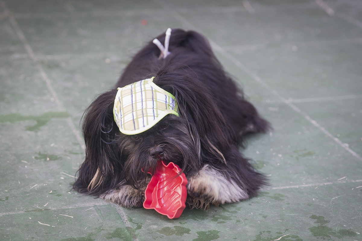 Cão Heros, roendo brinquedo, com boné 