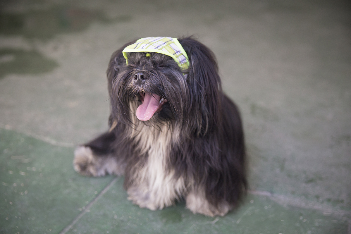 Cão Heros, sorrindo com calor e usando seu boné