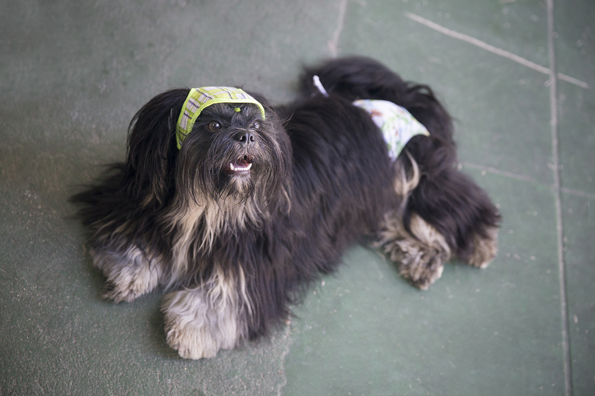 Cão Heros, sorrindo com calor e usando seu boné, posando deitado