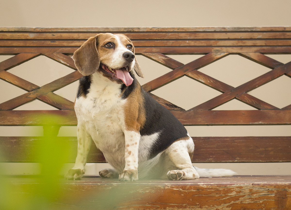 Billy, sentado no banco, posando lindo