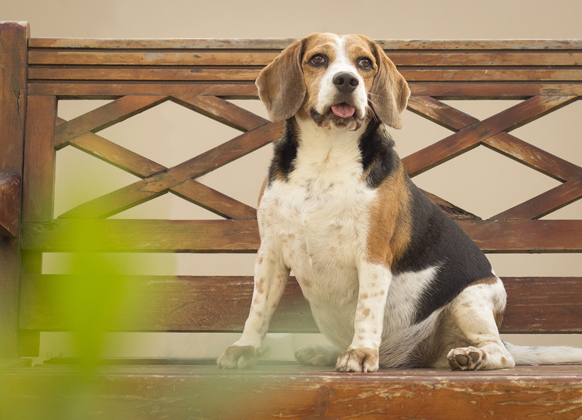 Billy, sentado no banco, posando lindo