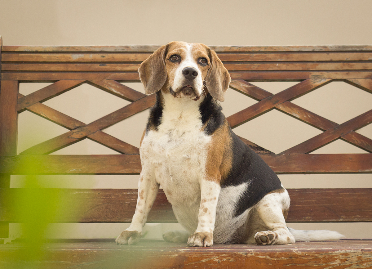Billy, sentado no banco, posando lindo