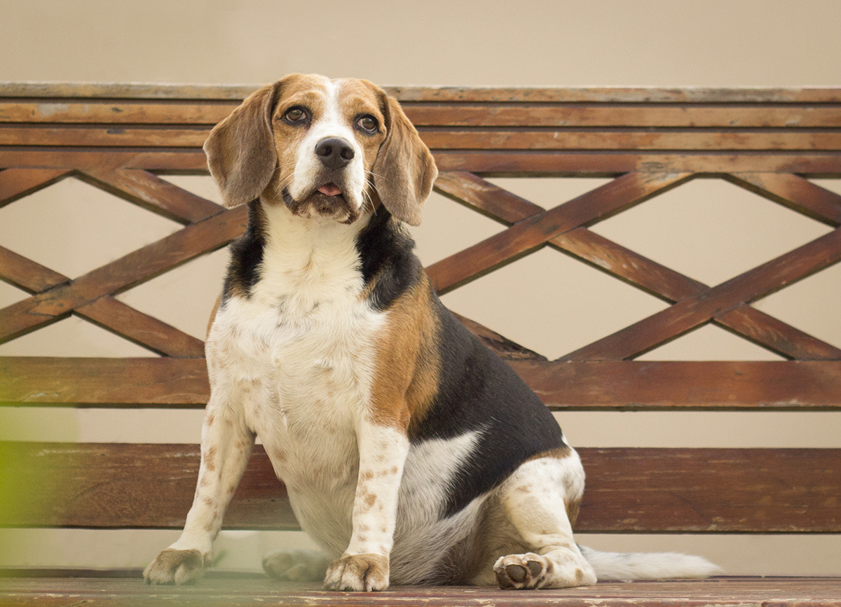 Billy, sentado no banco, posando lindo