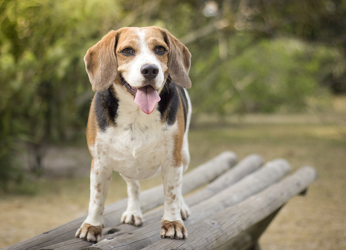Billy de pé, em cima do banco, olhando para foto