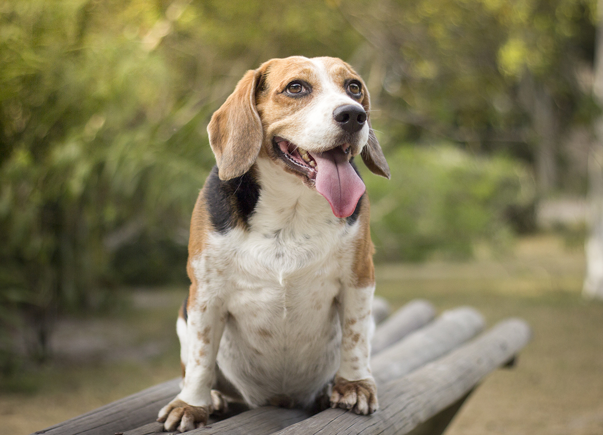 Billy, sentado no banco, com a língua para fora, posa para foto