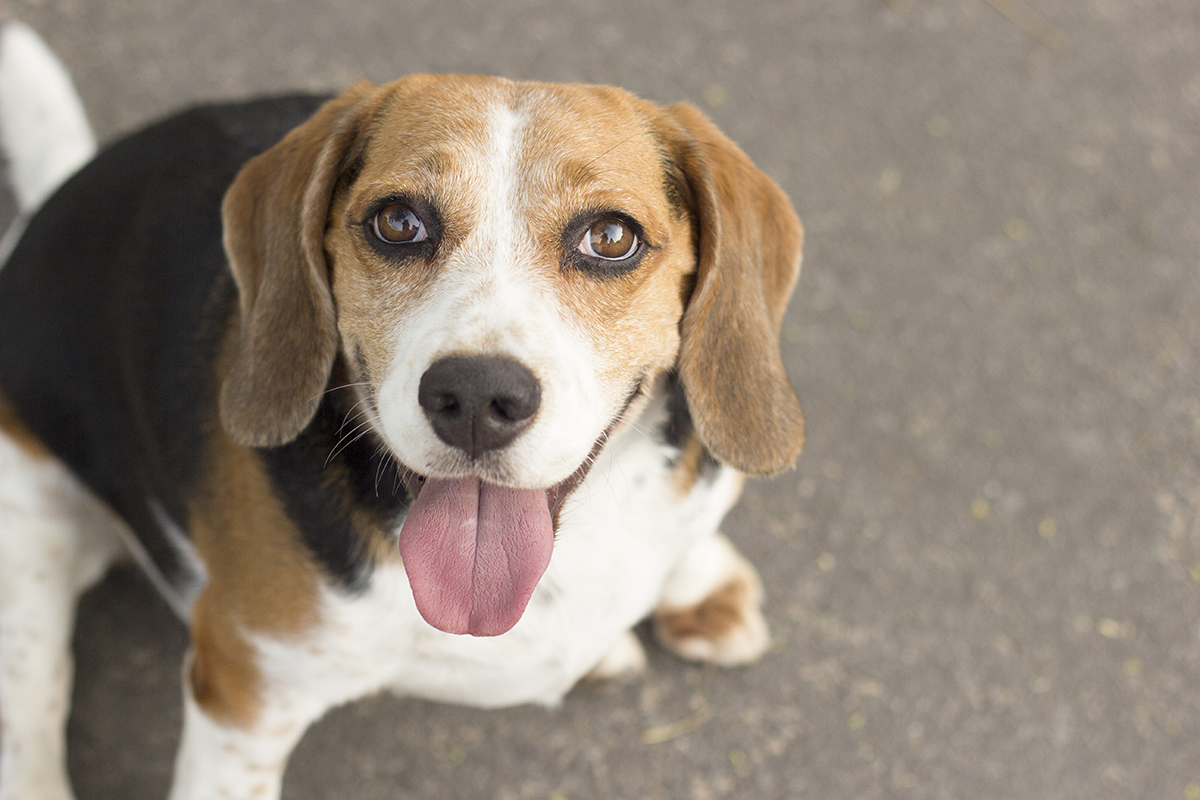 Billy olha para cima para foto