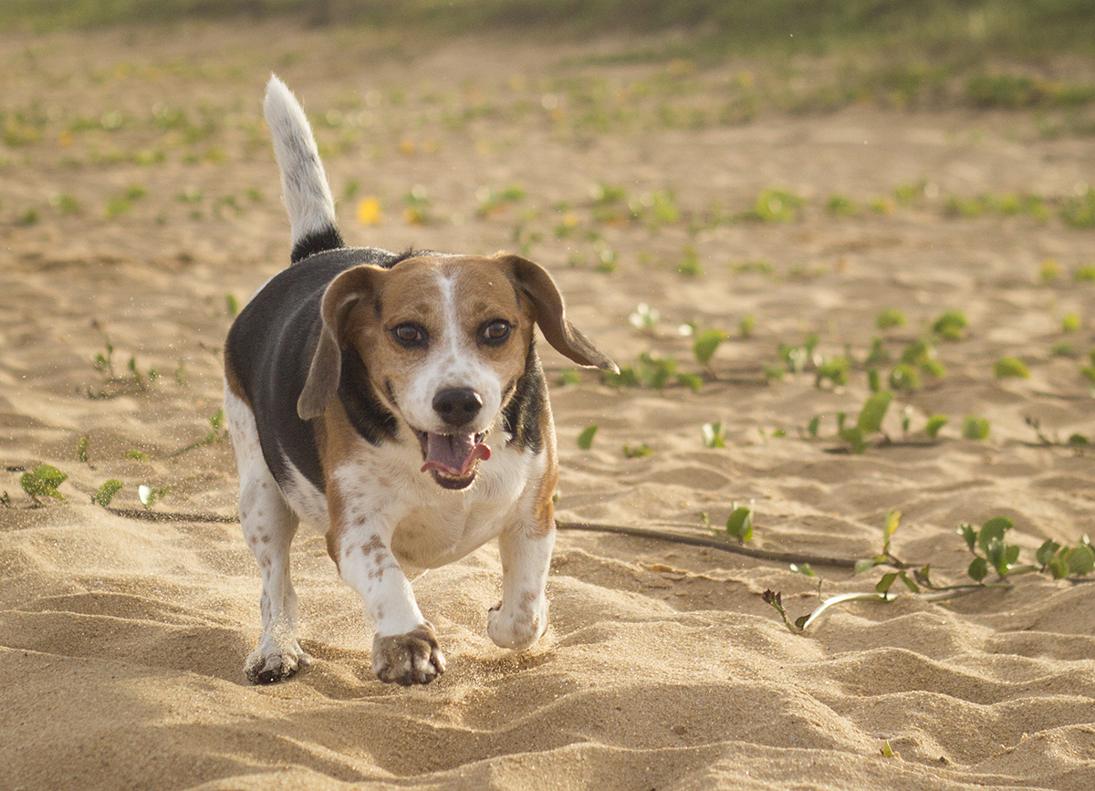 Billy corre na areia da praia