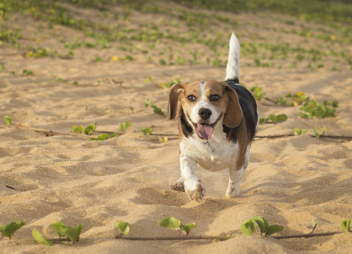 Billy corre feliz na areia da praia