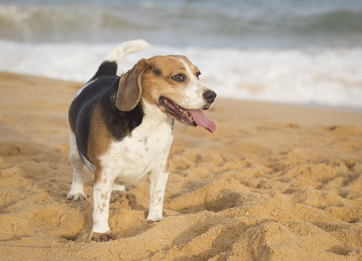 Billy, parado na areia da praia com mar ao fundo