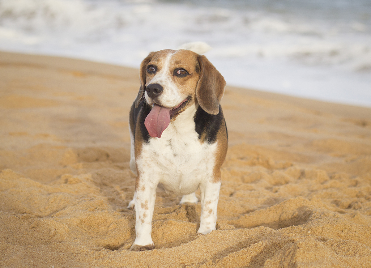 Billy, parado na areia da praia com mar ao fundo