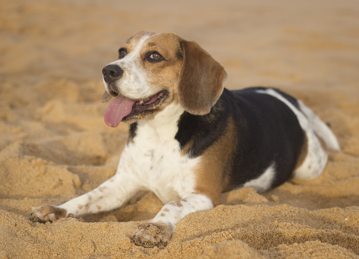 Billy, descansa na areia da praia com mar ao fundo