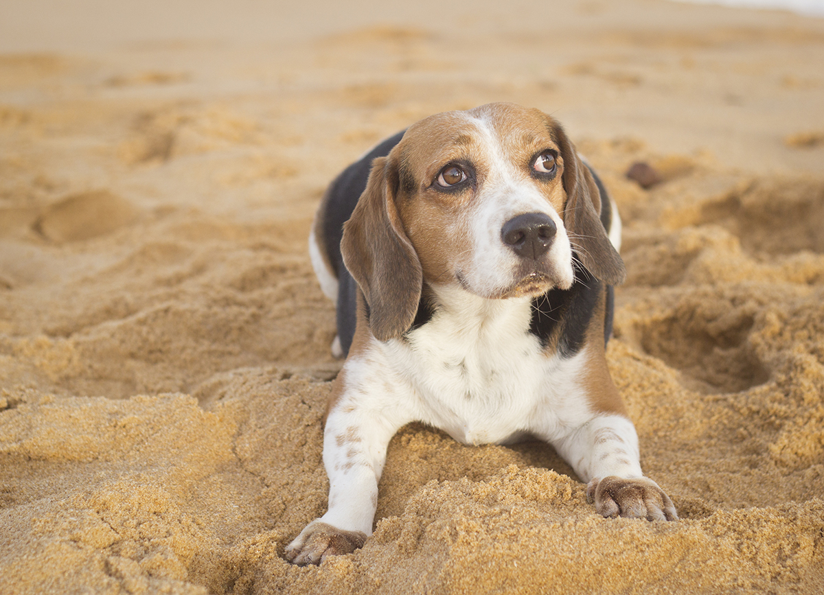 Close do Billy, na praia, deitado