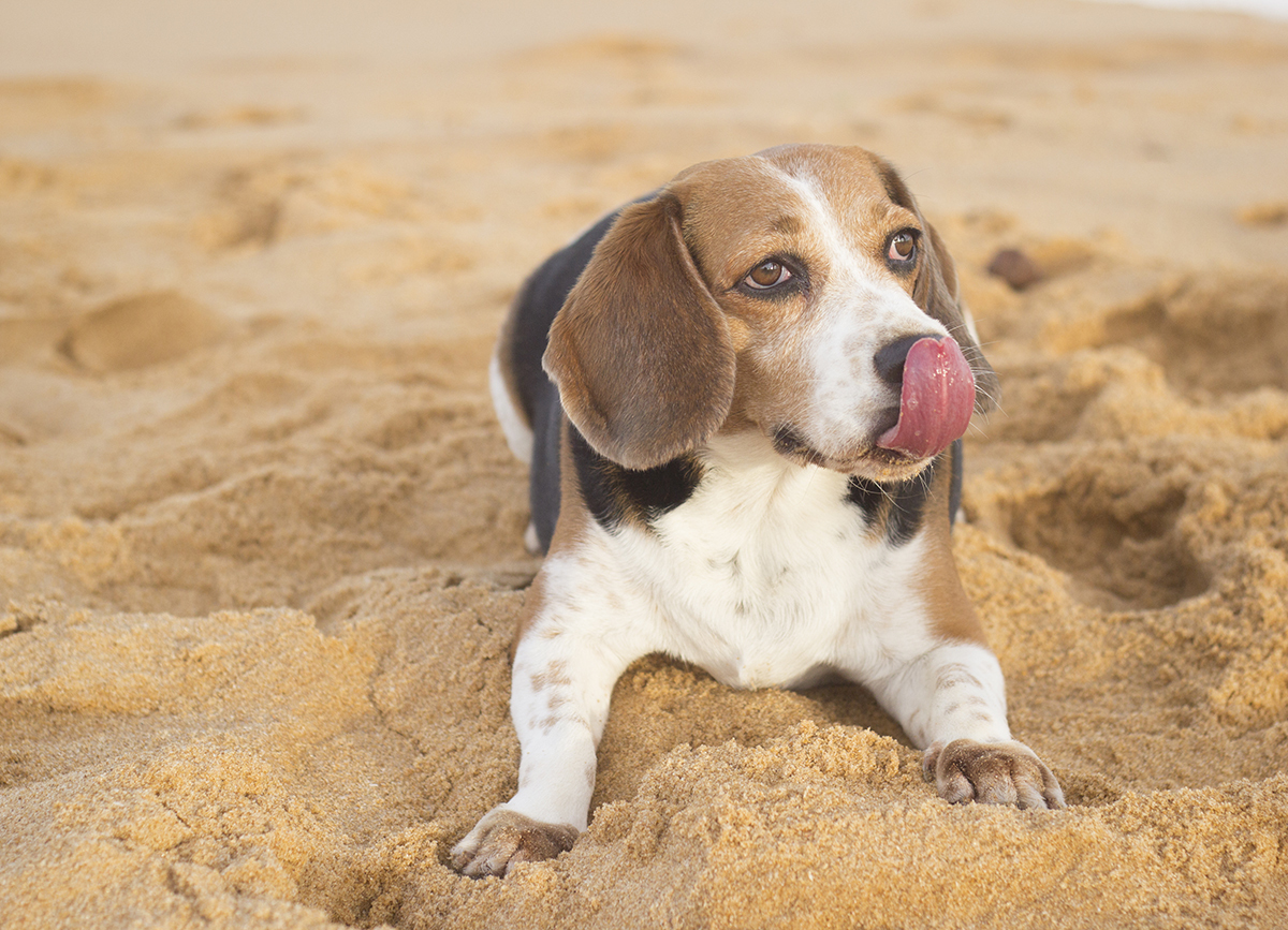 Close do Billy, na praia, deitado, lambendo o fucinho