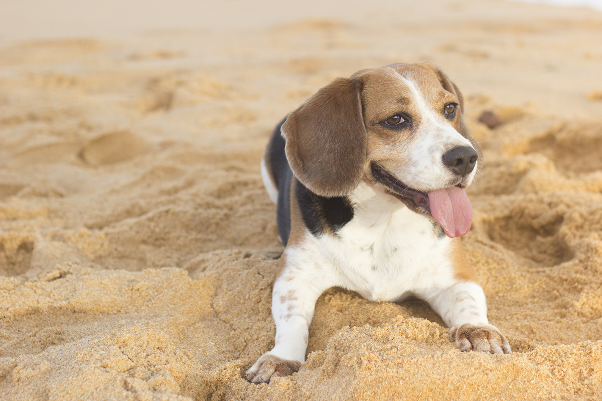 Close do Billy, na praia, deitado, sorrindo