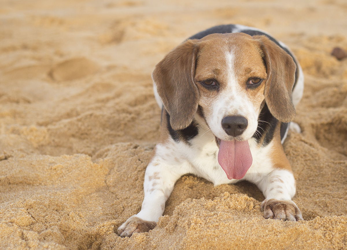 Close do Billy, na praia, deitado, olhando para câmera