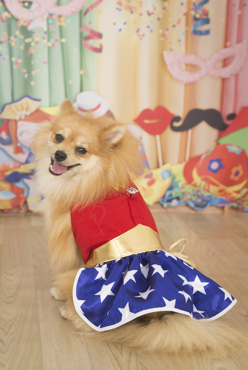 A Spitz Cacau posando para fotos no cenário de carnaval