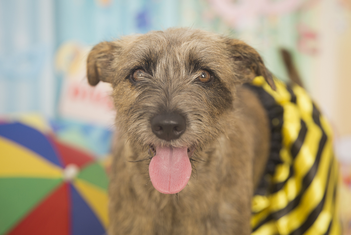 A vira-lata Bella posando para fotos no cenário de carnaval