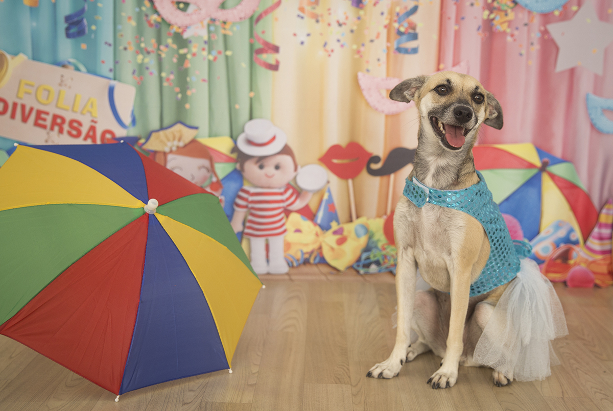 A vira-lata Lua posando para fotos no cenário de carnaval