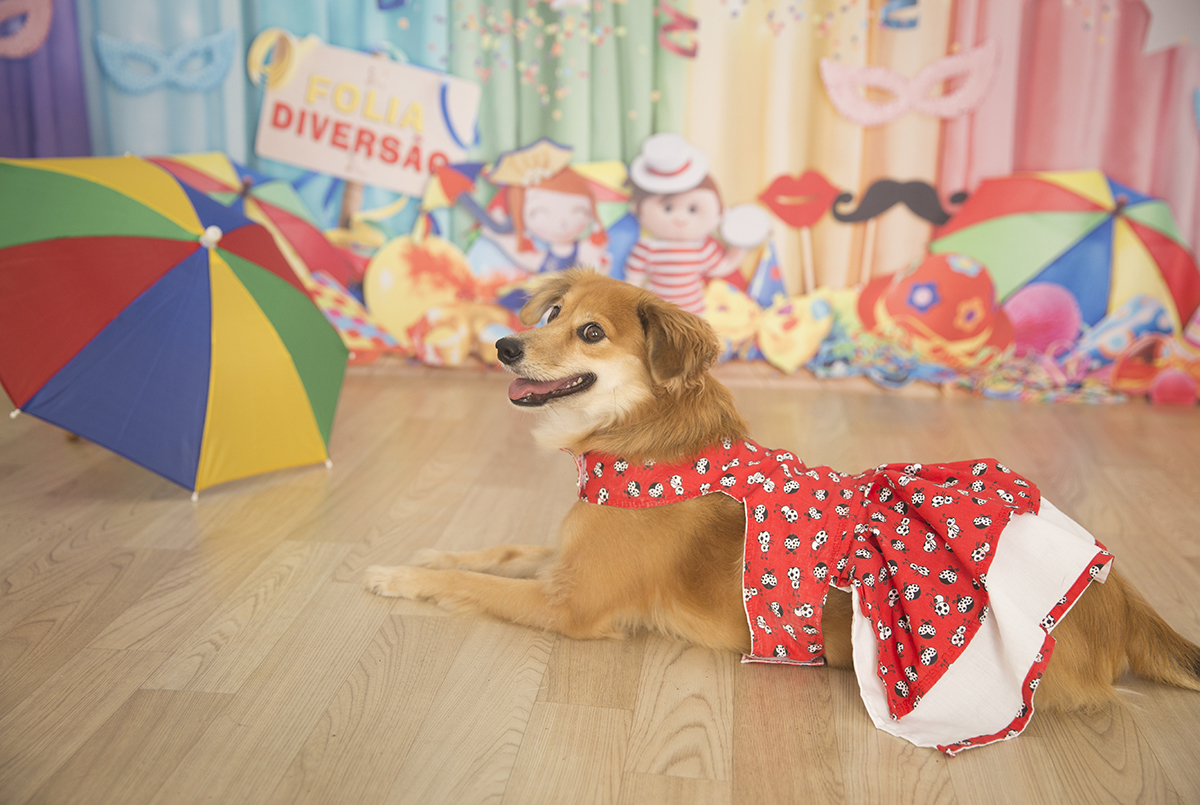 A vira-lata Sol posando para fotos no cenário de carnaval