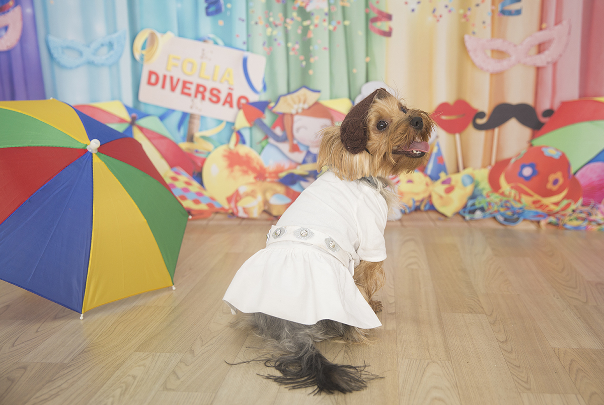A Yorkshire Pipoca posando para fotos no cenário de carnaval