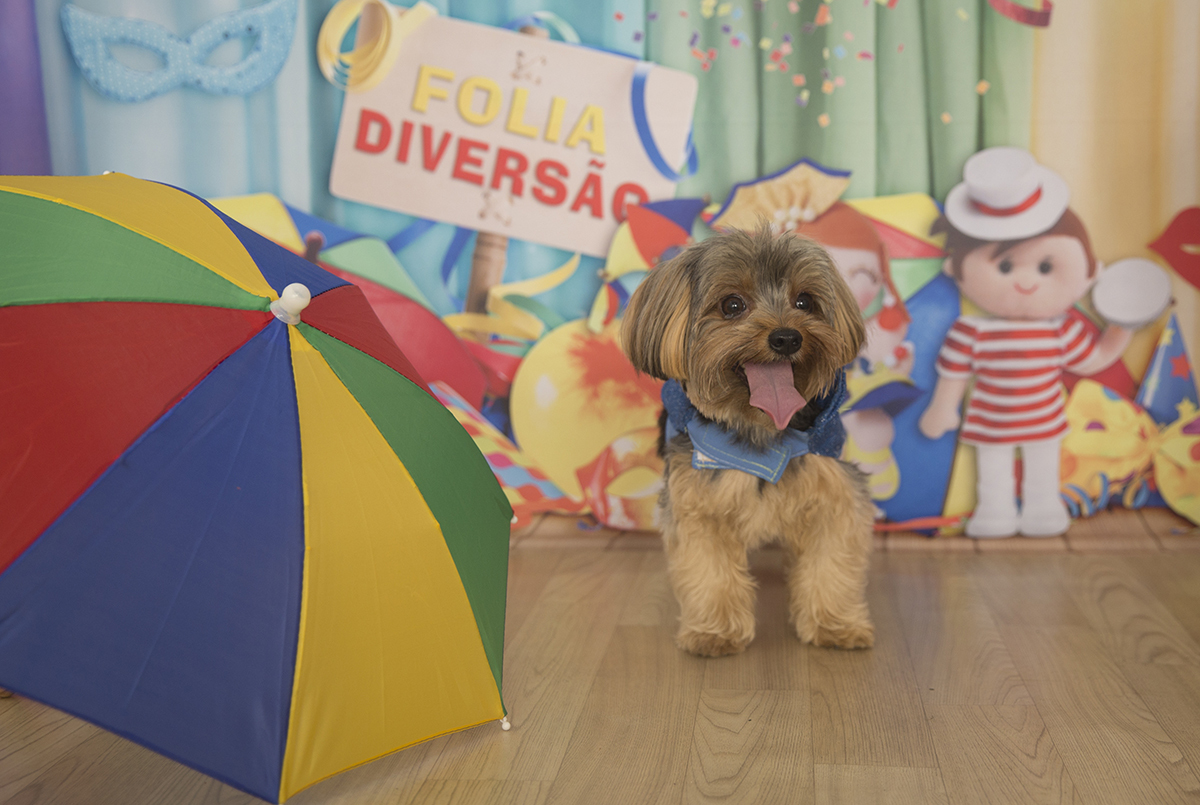 O Yorkshire Pipo posando para fotos no cenário de carnaval