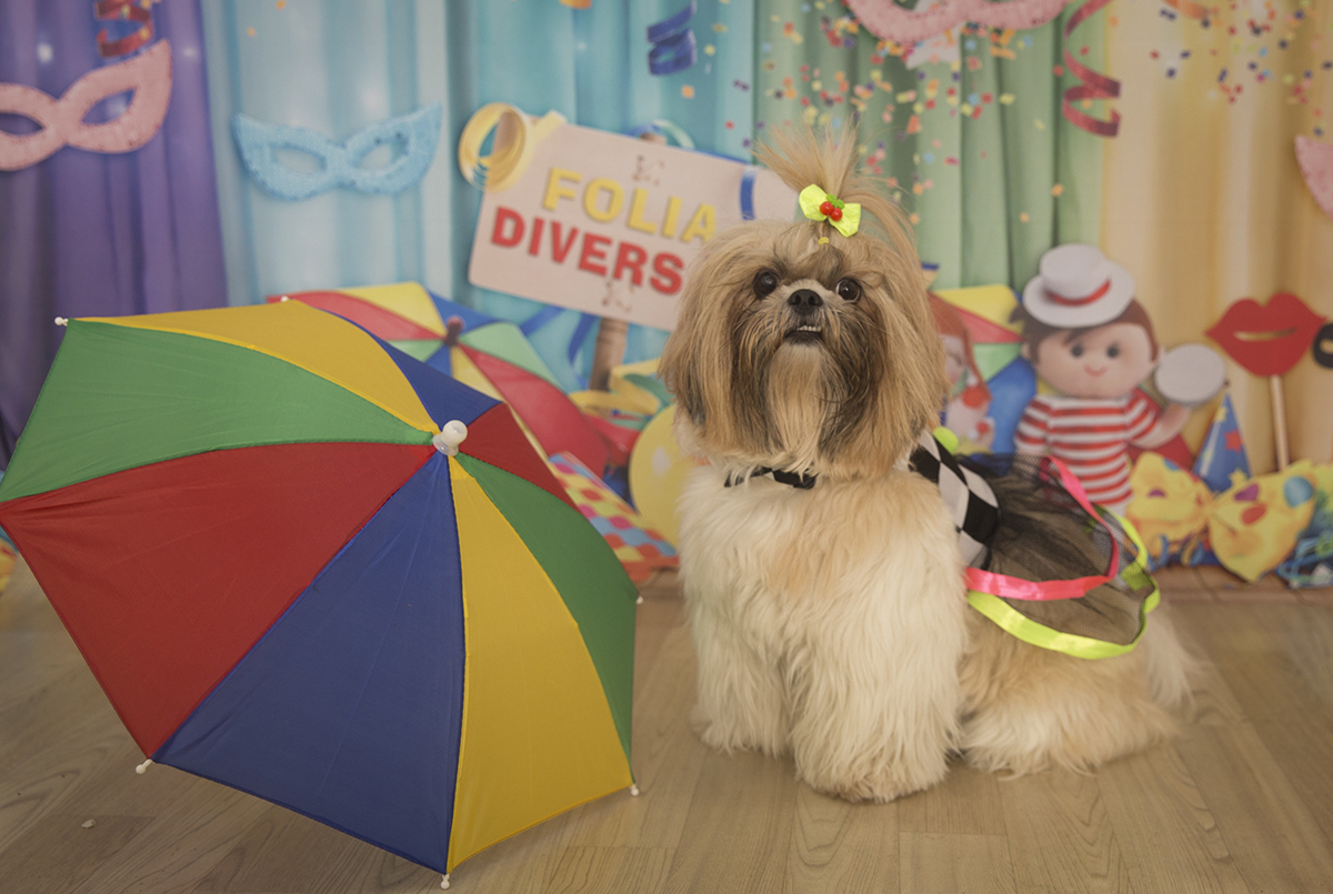 A Shih-tzu Andy, de pirata, posando para fotos no cenário de carnaval