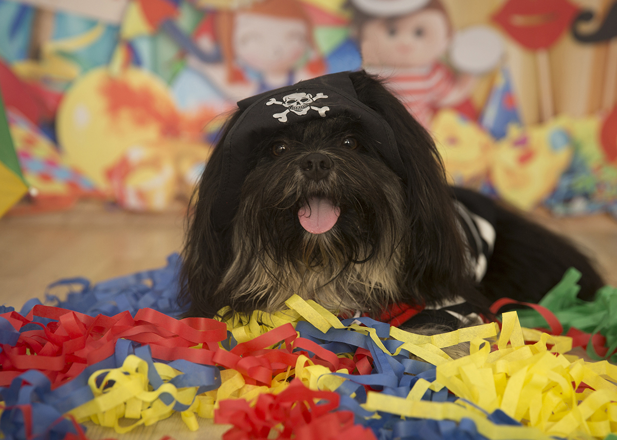 O Shih-tzu Heros, de pirata, posando para fotos no cenário de carnaval