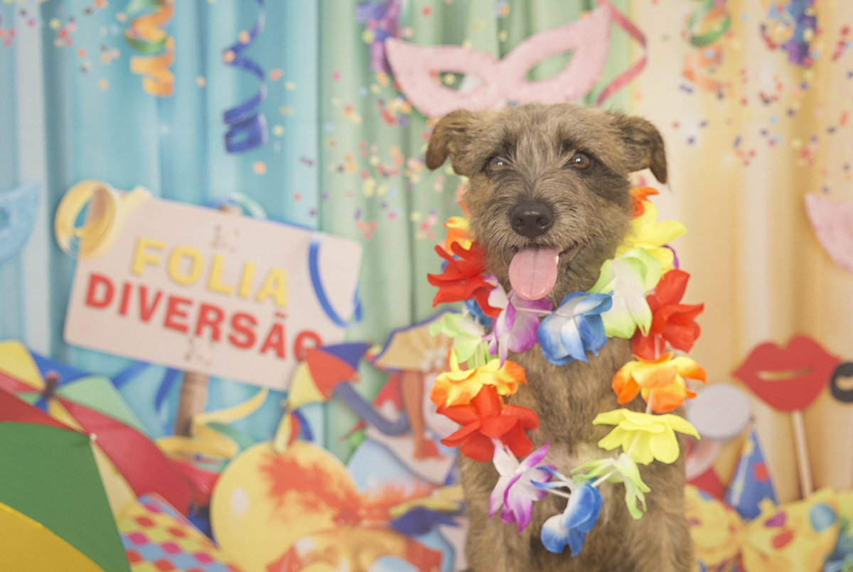 A vira-lata Bella posando para fotos no cenário de carnaval
