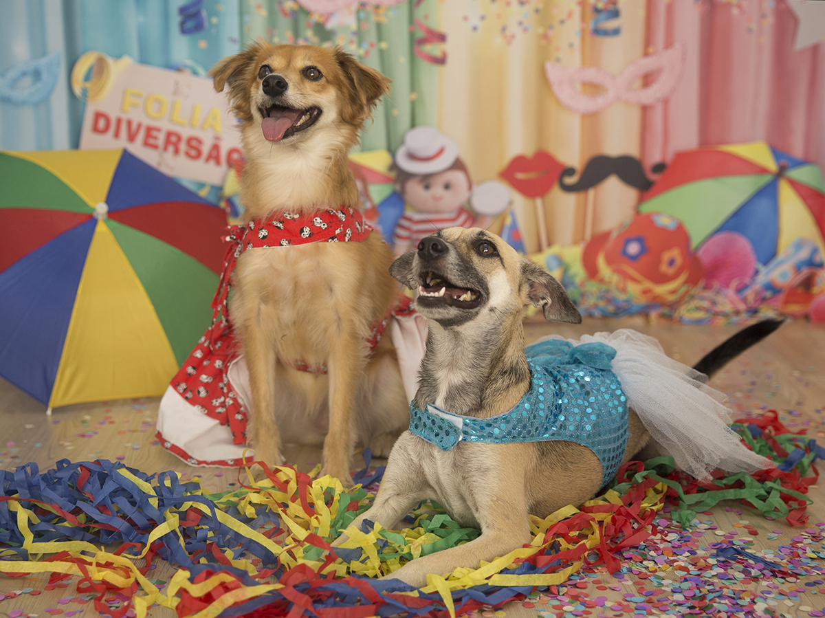 As vira-latas Sol e Lua posando para fotos no cenário de carnaval