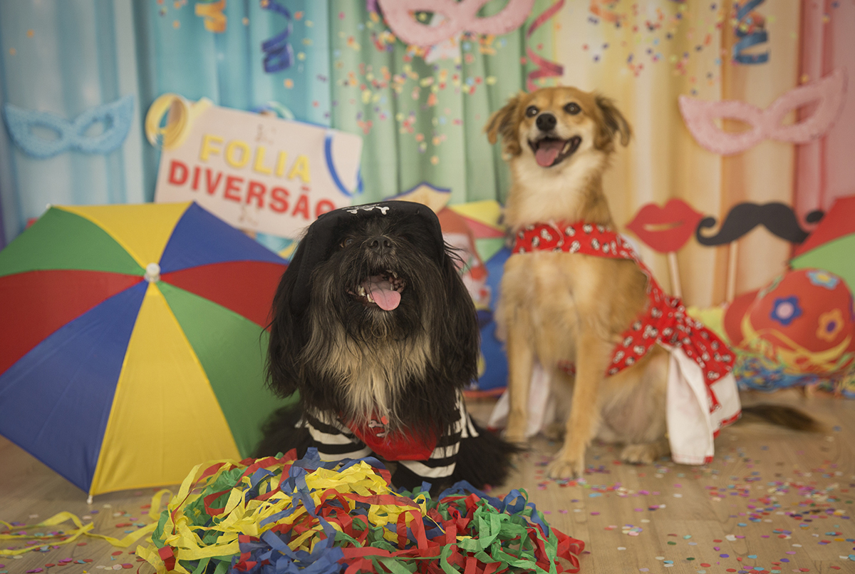 O Shih-tzu Heros, de pirata, e a vira-lata Sol posando para fotos no cenário de carnaval