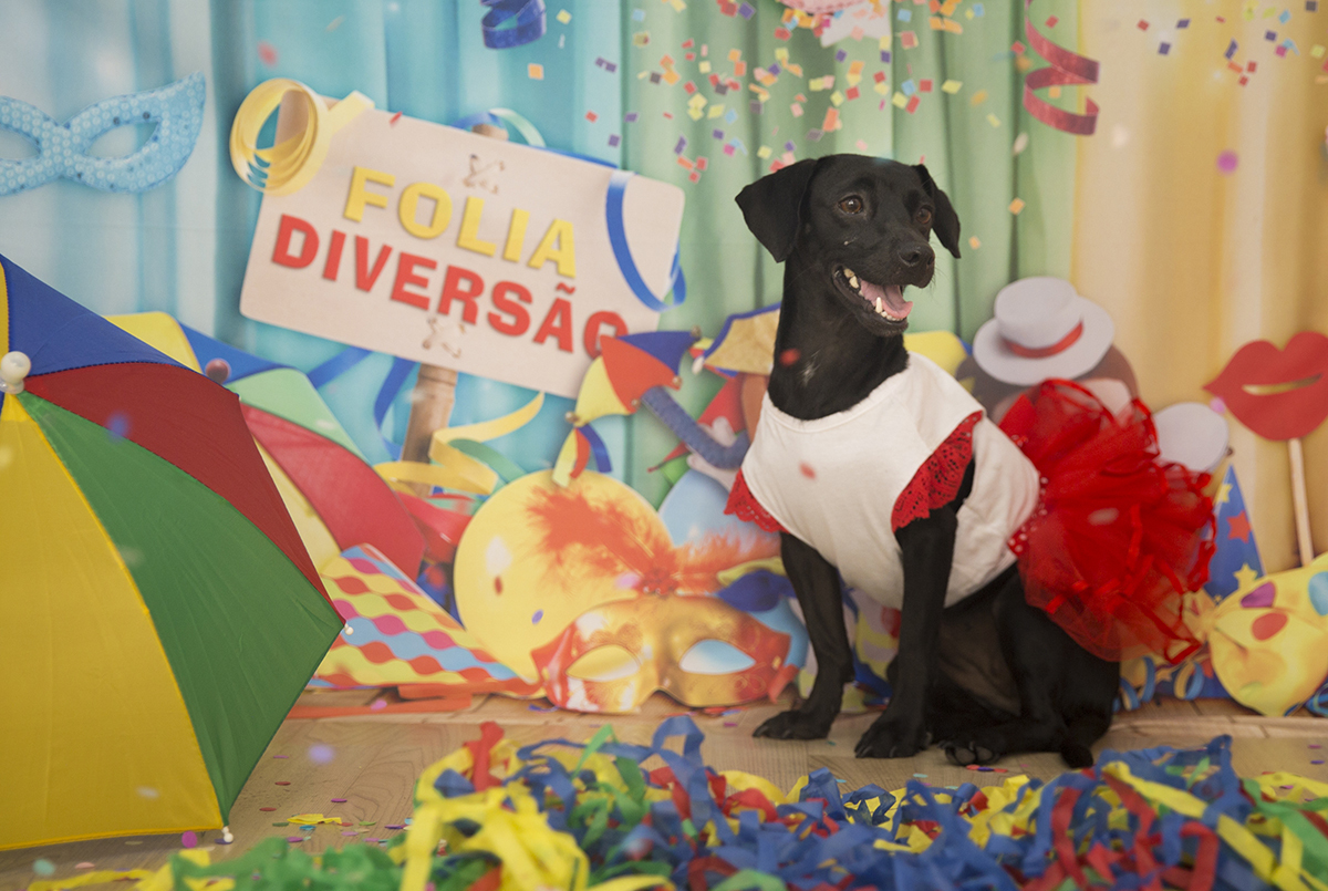A vira-lata Cléo posando para fotos no cenário de carnaval