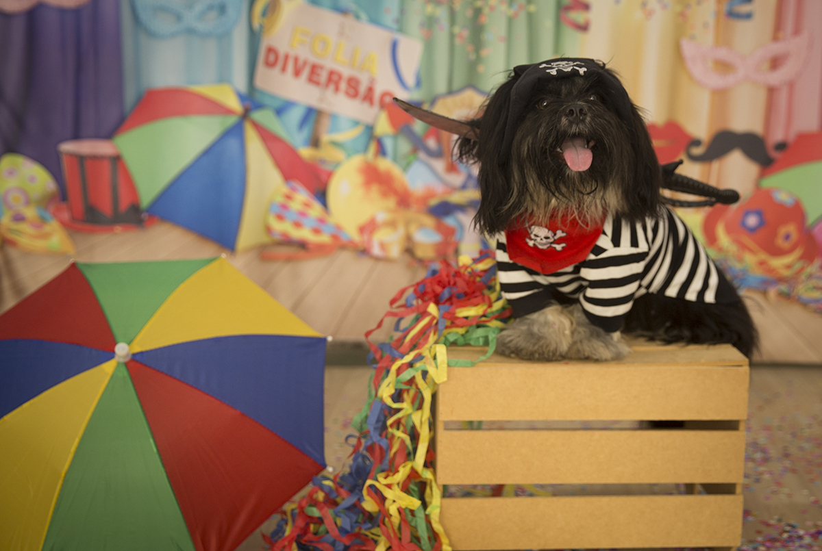 O Shih-tzu Heros, de pirata, posando para fotos no cenário de carnaval