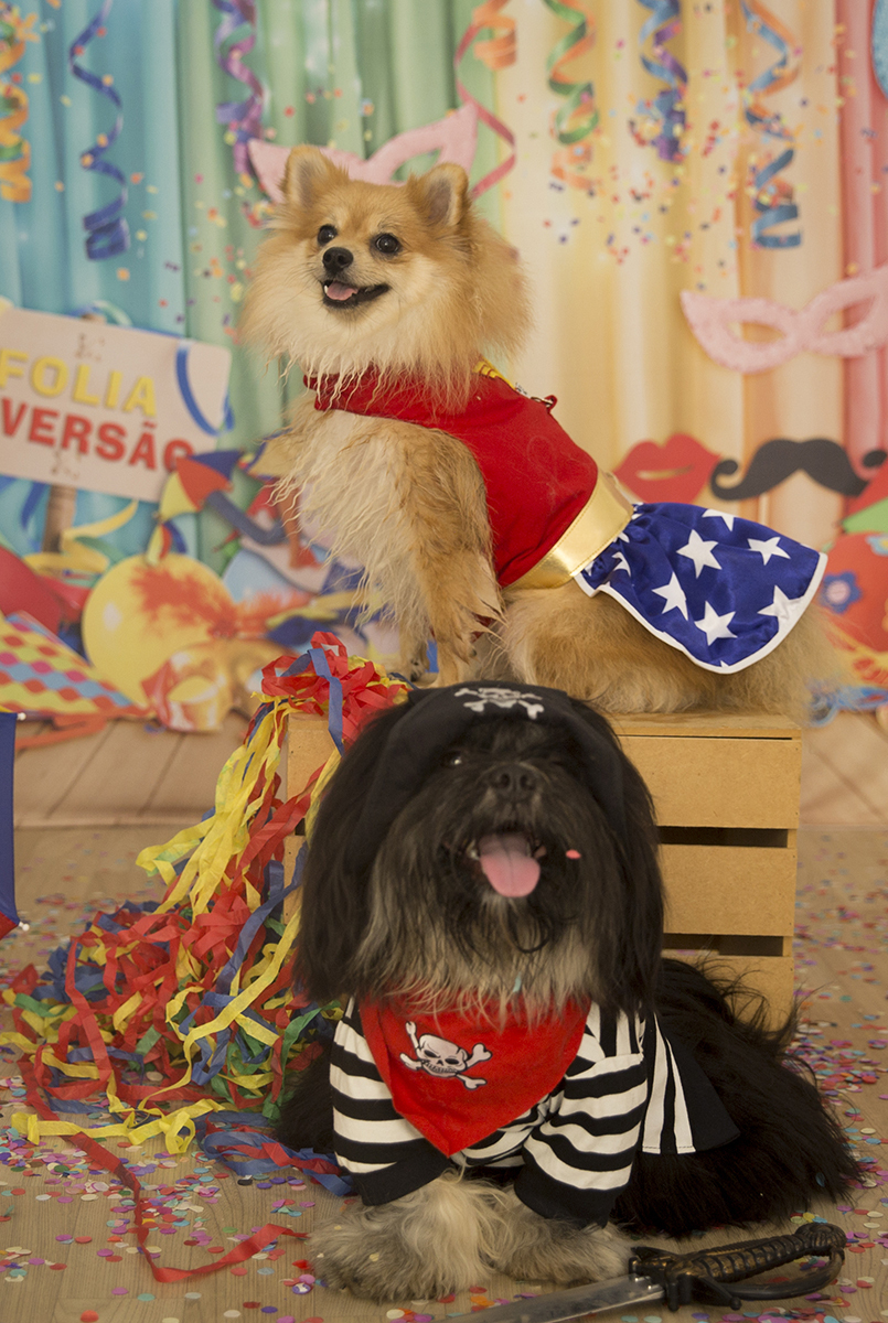 O Shih-tzu Heros, de pirata, e a Spitz Cacau posando para fotos no cenário de carnaval