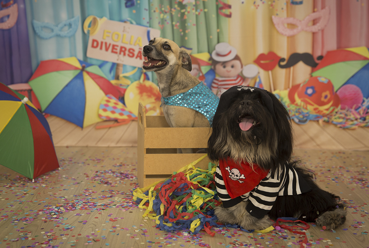 O Shih-tzu Heros, de pirata, e a vira-lata Lua posando para fotos no cenário de carnaval