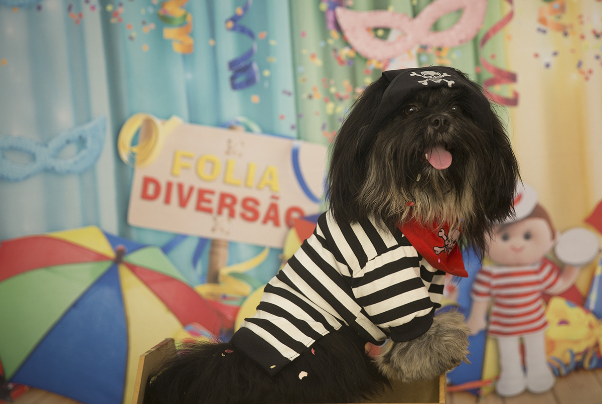 O Shih-tzu Heros, de pirata, posando para fotos no cenário de carnaval
